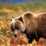 Grizzly bear in fall tundra