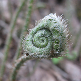 Spring fiddlehead fern