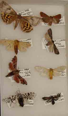 Moths in Gateway's natural history collection.