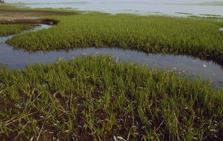 The salt marshes of Jamaica Bay during the summer months are home to fish, birds and many other creatures.