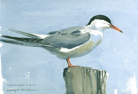 "Common Tern at Plymouth Beach" by Barry W. Van Dusen