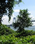 Verrazano Bridge From Battery Catlin
