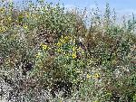 Wildflowers bloom in the dunes at Sandy Hook