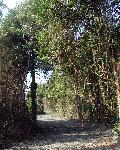 Boardwalk to Gunnison Beach