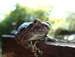 Curious Gray Tree Frog