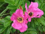 Salt Spray Rose and Bumblebees