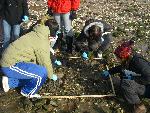 Looking for Asian shore crabs