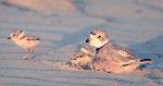 Piping Plover and Chicks
