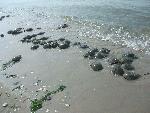 Spawning Horseshoe Crabs, Plumb Beach