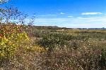 Autumn Saltmarsh Landscape