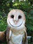 Barn Owlet