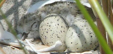 The park Compendium collects the rules and regulations which help the park protect people and resources, including this newborn piping plover chick.