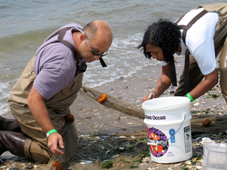 Professor Robert Dickie of Brooklyn College and assistant Nicole Wharf gather silversides at Plumb Beach during Jamaica Bay BioBlitz 2010.