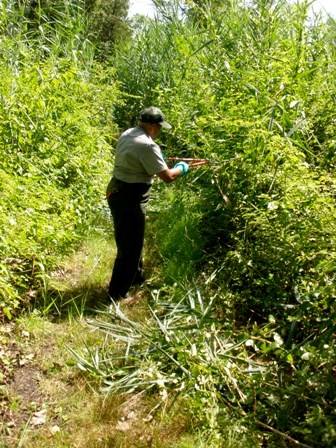 Nena Shaheed lends a hand trimming the trails at the Jamaica Bay Wildlife Refuge.