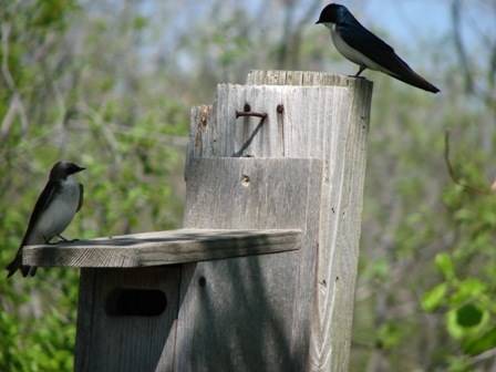 tree swallows on nest box at the Jamaica Bay Wildlife Refuge