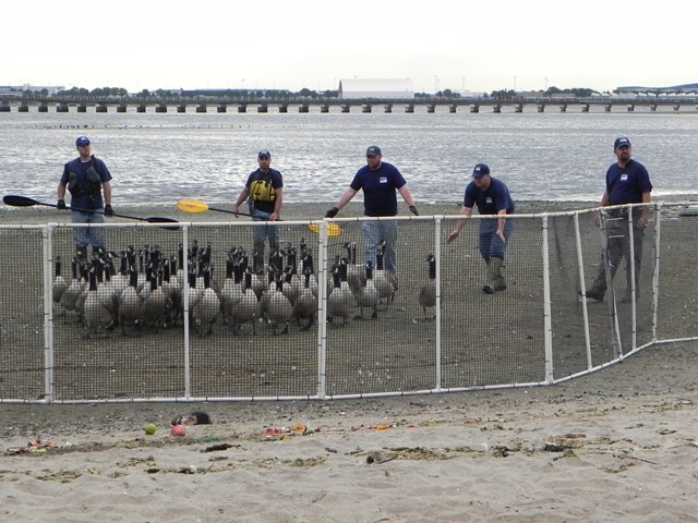 In the shadow of John F. Kennedy Airport, employees of the U.S. Department of Agriculture's Wildlife Services gather resident Canada geese as part of the cull in July 2012.