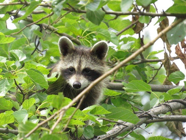 Racoon in a tree