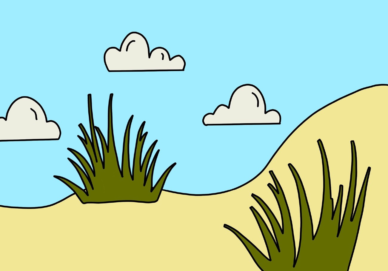 Dune Grass drawing
