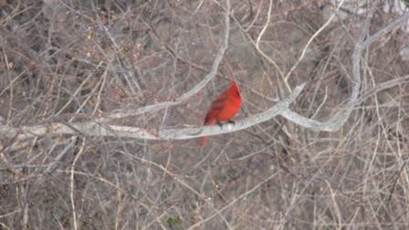 Male Northern cardinal seen during Project FeederWatch.