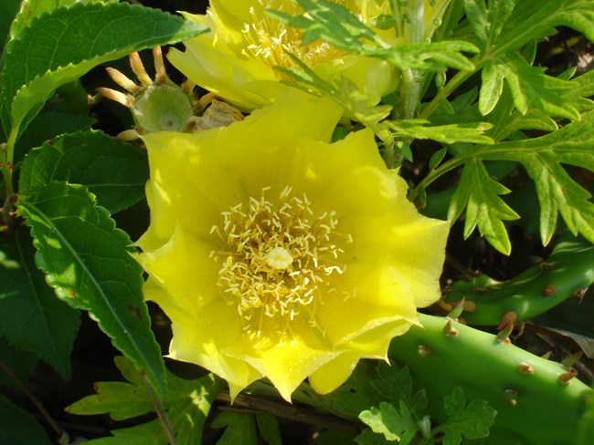 Prickly Pear Cactus in blossom.