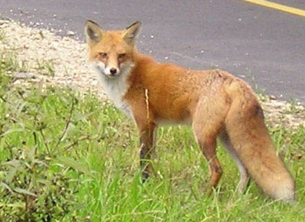 Wild animals fox information