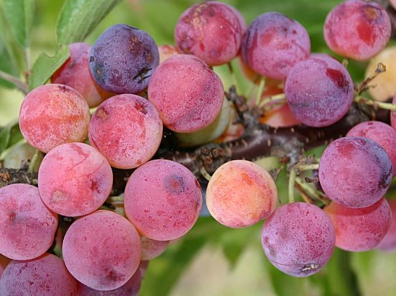 Beach Plums a cluster of redish-pink berries with a matte, frosty exterior