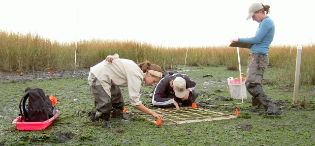 Researchers examine what lives in the muck of Big Egg Marsh in Jamaica Bay.