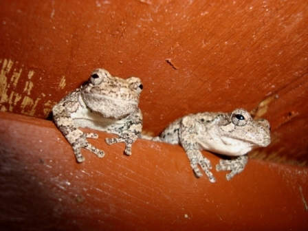 Gray tree frogs peek at human visitors.