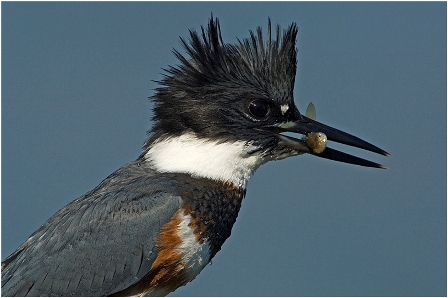 Kingfisher photo by Johann Schumacher