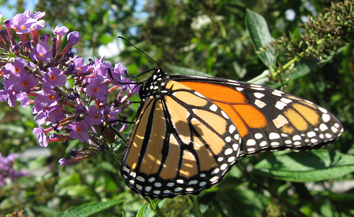 Mighty Monarch Butterfly