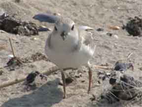An endangered piping plover on the beach at Sandy Hook, next to discarded monofilament line.