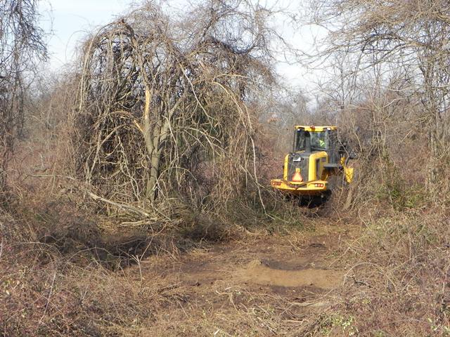 Overrun with non-native, invasive species, native fauna at Crooke's Point struggles for survival.