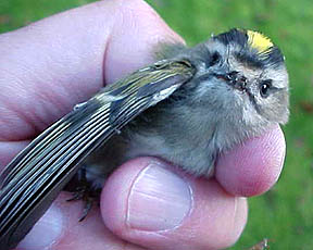 Golden-Crowned Kinglet being banded at Gateway's Sandy Hook in New Jersey.