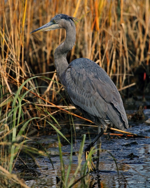 Blue heron photo by Greg Miller. Used by permission.