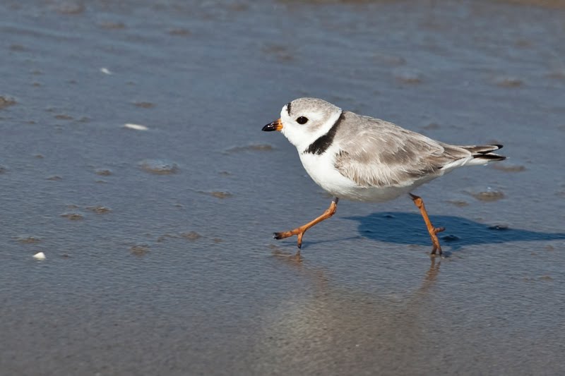 At Gateway, piping plovers live at Sandy Hook and Breezy Point.