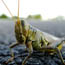 Insects are an overlooked but necessary part of Gateway habitats.
