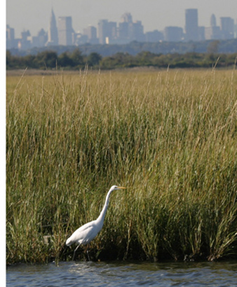 A great egret visits Jamaica Bay, Queens A great egret visits Jamaica Bay, Queens