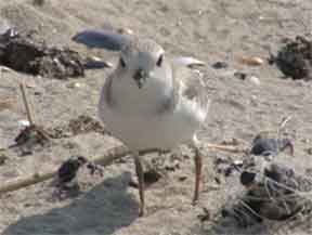 An endangered piping plover on the beach at Sandy Hook, next to discarded monofilament line. An endangered piping plover on the beach at Sandy Hook, next to discarded monofilament line.