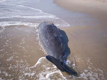 A beached whale was found at Gateway NRA on February 11, 2009.