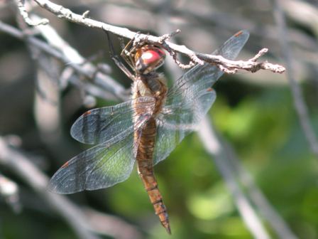 Dragonfly