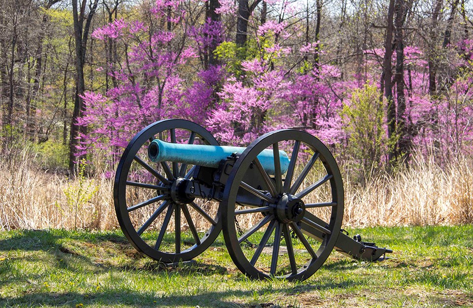 A red bud tree is in full bloom behind a cannon on the battlefield.