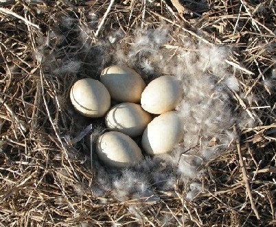 Canada+goose+egg+size