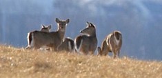 whitetail deer