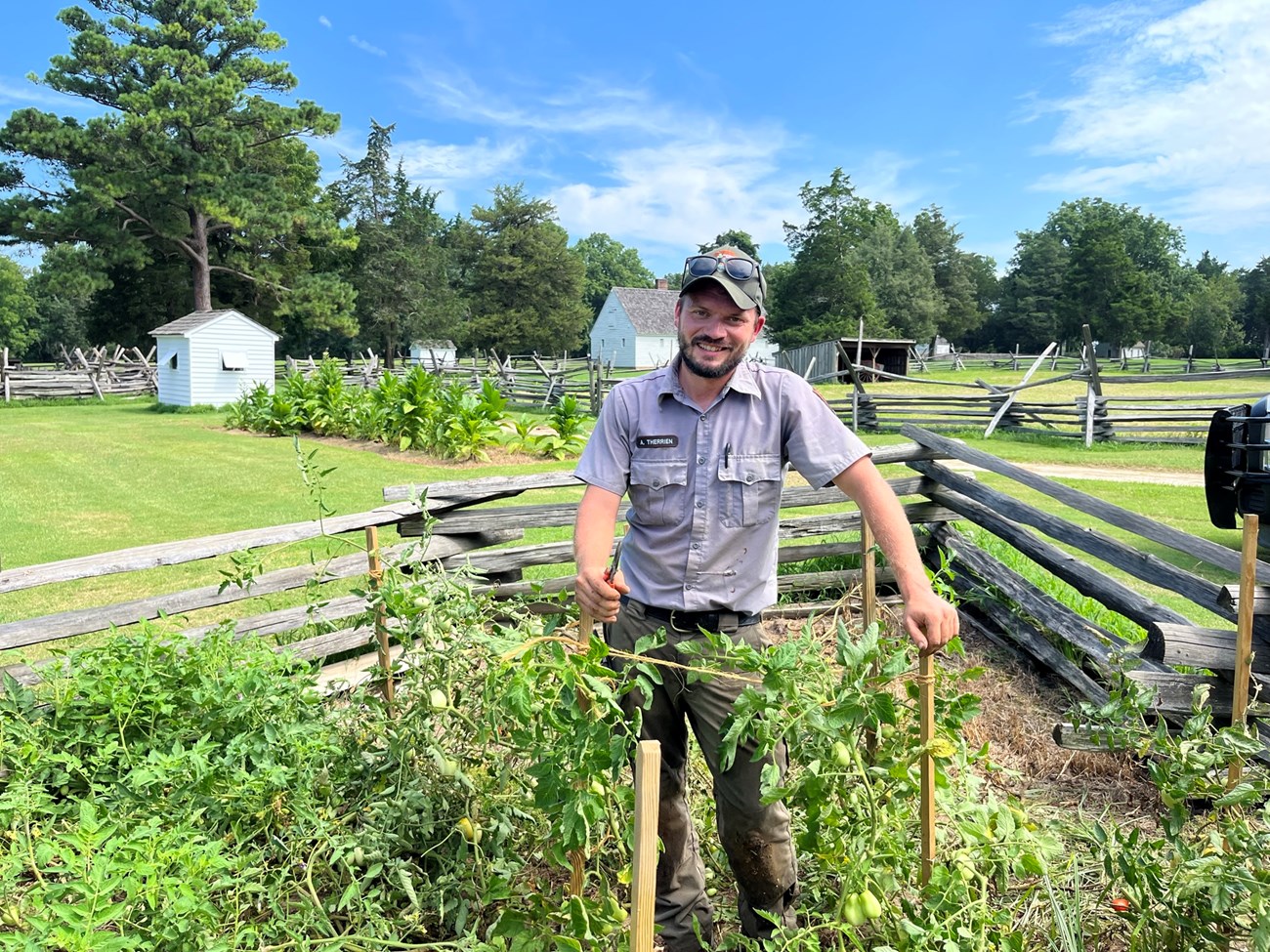 A Park Ranger works on the tomato plants in the vegetable patch of the colonial revival farm with rail fencing and white farm buildings in the background.