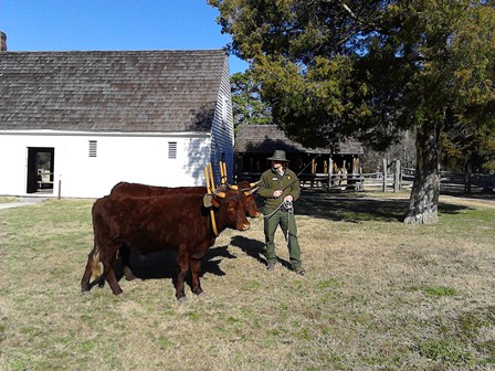Second Oxen Journal Pic