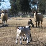 Hogg Island sheep at George Washington Birthplace