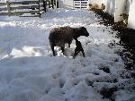 Heritage Sheep enjoying the winter!