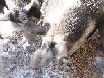 Pigs