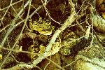 Photograph of a Black-tailed Rattlesnake