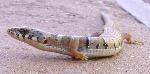 Arizona Alligator Lizard